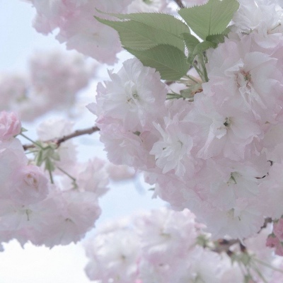 Furry插画氛围灵感福瑞交流群